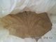 HACCP di CAS 8002-80-0 82 per cento Vital Wheat Gluten Powder Bulk